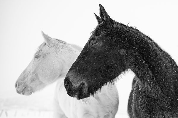 Black and White Horse Photography