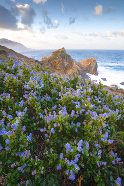 Big sur california lilac flowers photography print for sale. 