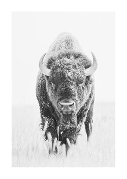 modern photography of bison and buffalo in black and white. 