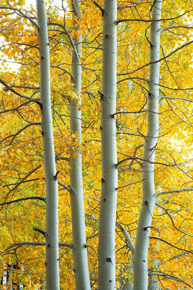 Four aspen trees during peak fall color. By Lijah Hanley