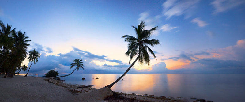 Photograph of palm trees at sunrise in the florida keys.