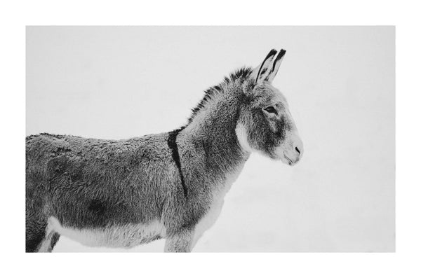 Fine art photograph of a donkey in the snow by Lijah Hanley. 