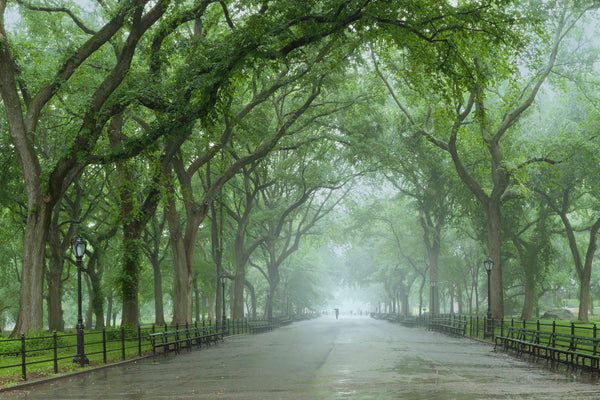 Central Park on a misty spring morning. By Lijah Hanley. 