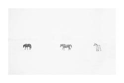 Fine art black and white photograph of horses in the snow by Lijah Hanley. 