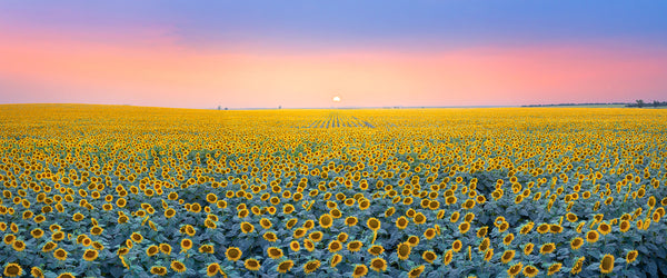 sunflower fields in south dakota at sunset
