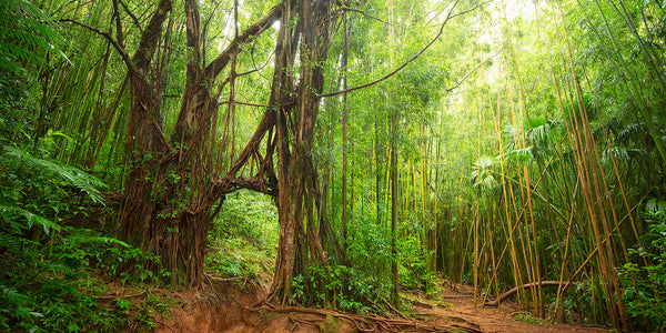 Bamboo along the Monoa Falls trail in Oahu Hawaii. 