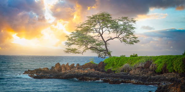 A lone tree hangs over the tropical waters of  Maui Hawaii at sunset. 