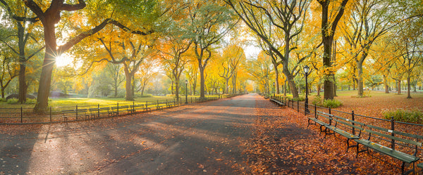 central park new york autumn lijah hanley