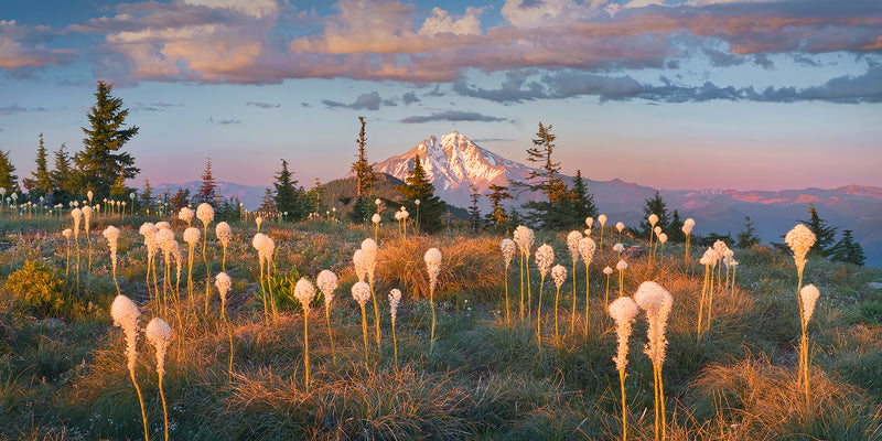 bear grass in mt jefferson wilderness oregon. 