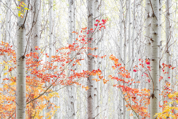 white aspen trees and fiery red maple leaves