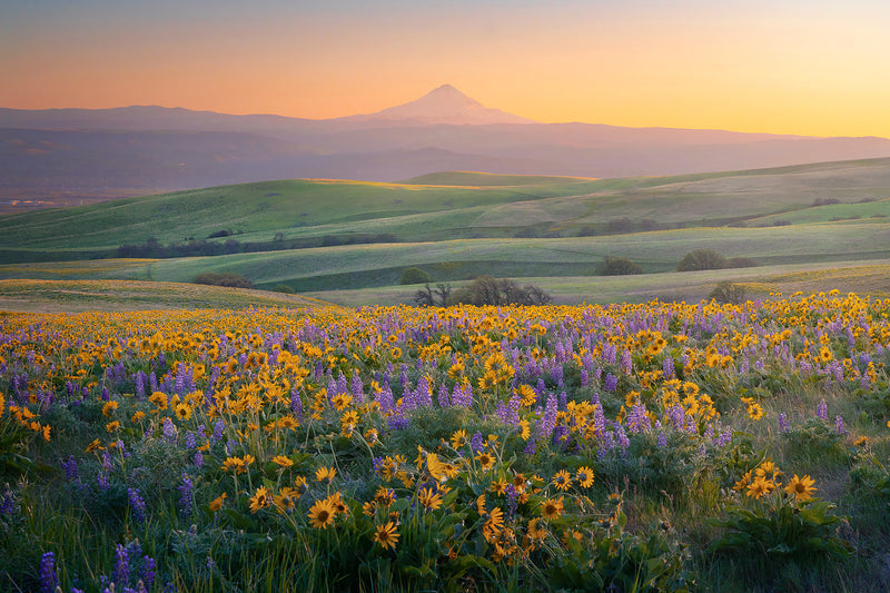 Mt Hood Oregon with wildflowers Photography print.