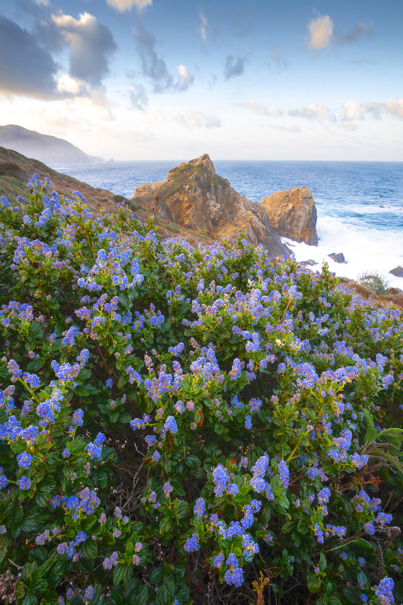Big sur california lilac flowers photography print for sale. 