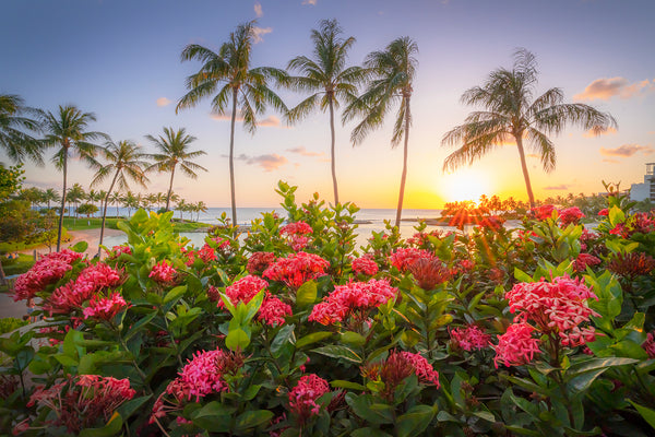Photograph of flowers and palm trees at sunset in Oahu, Hawaii. 