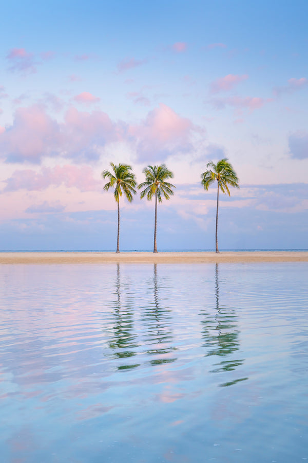 Fine art photograph of Palms in Waikiki, Oahu, Hawaii. 