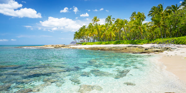 palm trees and a tropical cove in oahu hawaii. 