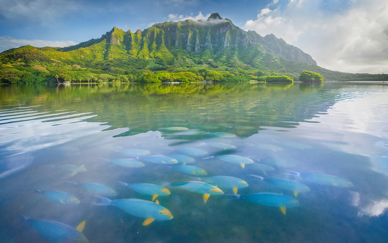 molii pond and tropical fish in oahu hawaii. 