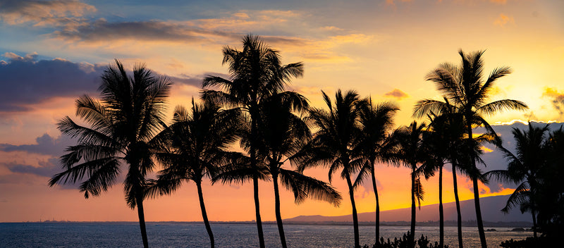 hawaii palm tree sunset photography on Oahu.