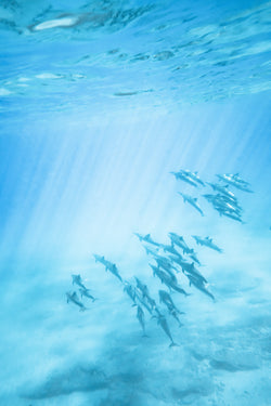 UnderwatervPhotograph of dolphins in oahu hawaii