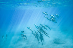 Underwater photography of dolphins off the coat of Oahu, Hawaii. 