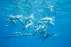 Underwater photography of A pod of spinner dolphins in Oahu Hawaii. 