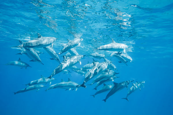 Underwater photography of A pod of spinner dolphins in Oahu Hawaii. 