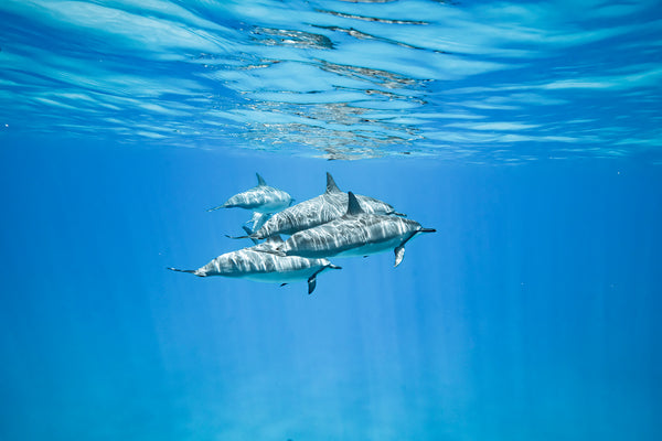 underwater photograph of a pod of spinner dolpjhins in oahu hawaii. 