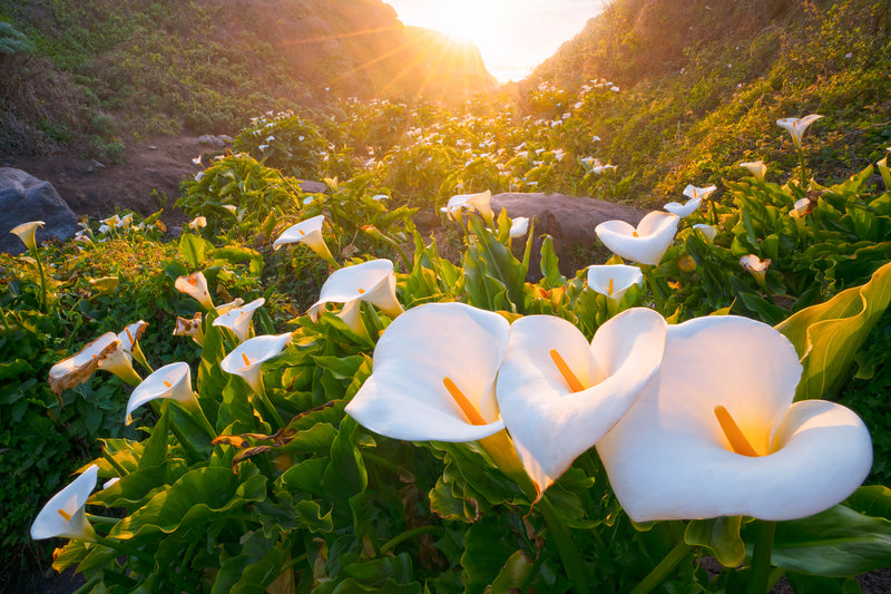 big sur calla lilies landscape photography