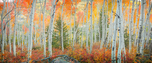 autumn aspen trees in park city utah. fine art photography by lijah hanley.