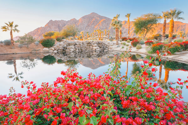 desert flowers in la quinta california