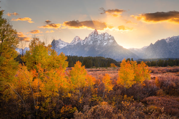 grand teton national park with autumn aspen 