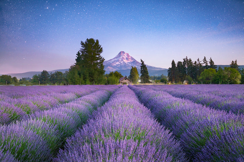 Lavender Farm in hood river Oregon with Mount Hood under the stars. 