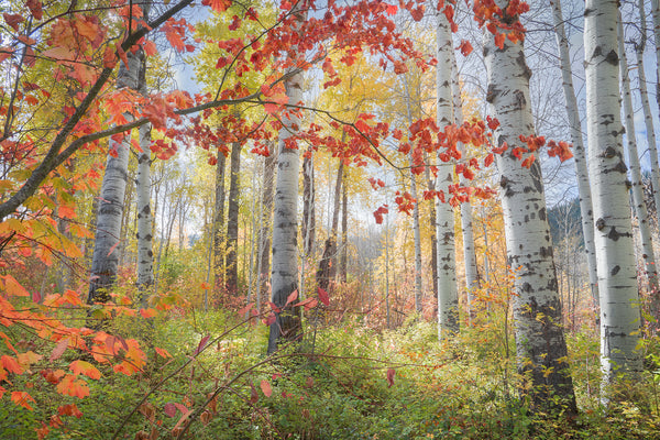 fall aspen trees outside leavenworth washington. 