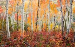 orange aspen trees in fall in park city utah. 