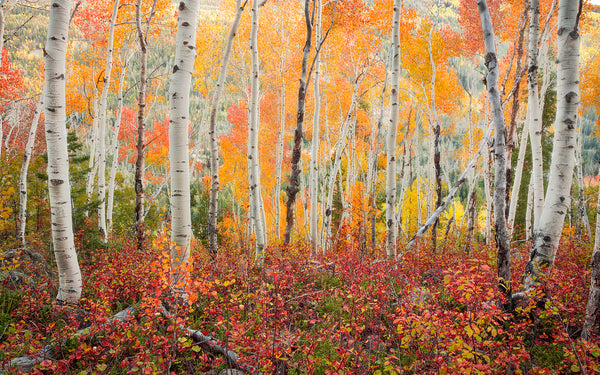 orange aspen trees in fall in park city utah. 