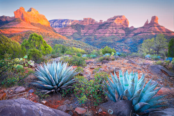 desert agave in sedona arizona