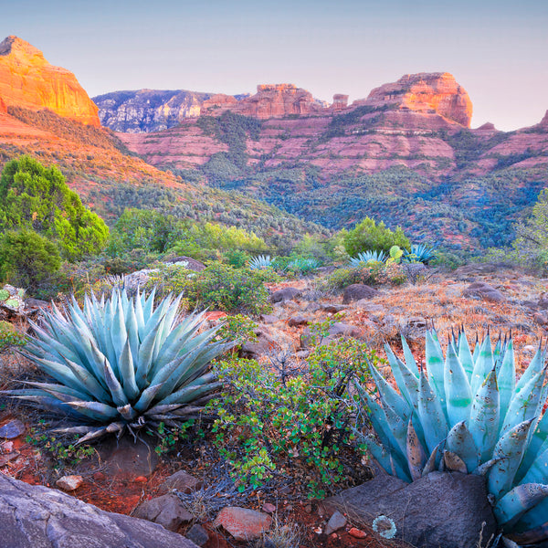 Sedona Nights