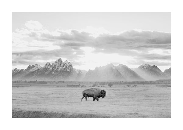 black and white photograph of a buffalo in the tetons. 