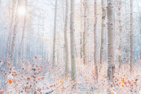 fall color and frosty aspen trees outside of bend oregon. 