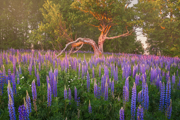 Lupine in Oak Trees in the summer in New Hampshire New England. 