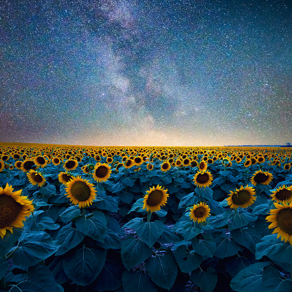 Sun Star
