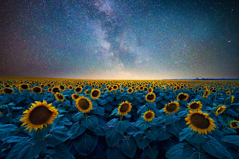 Photography of a sunflower field under the milky way at night in south dakota.  