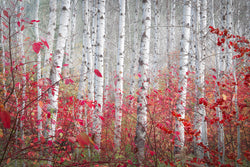 aspen in leavenworth