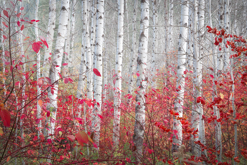 aspen in leavenworth