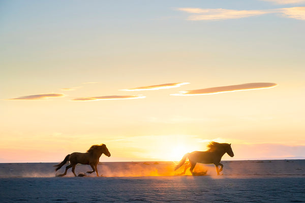 wild horses in iceland at sunset