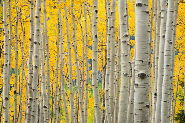 Aspen trees in kelber pass colorado. By Lijah Hanley. 