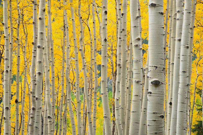 Aspen Forest 2' – Lijah Hanley Photography