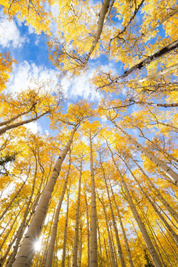 Golden aspens against blue skies. By Lijah Hanley. 