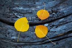 Three aspen leaves on a log in Eastern California. By Lijah Hanley.