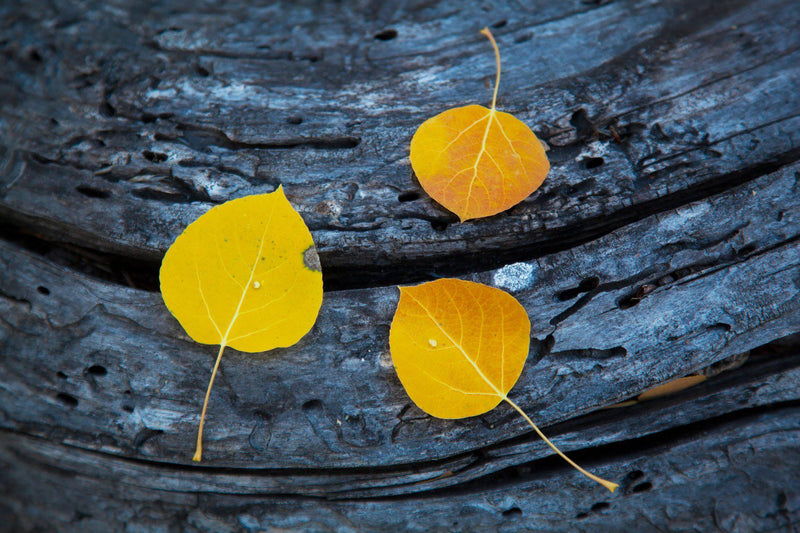 Three aspen leaves on a log in Eastern California. By Lijah Hanley.