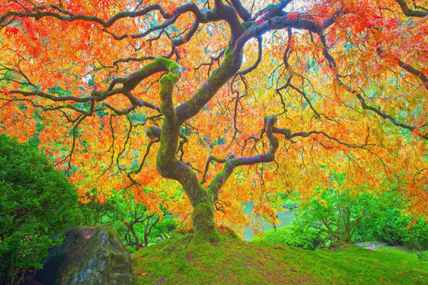 Fine art photography of a  Japanese Maple in fall in the Japanese Gardens in Portland, Oregon. 